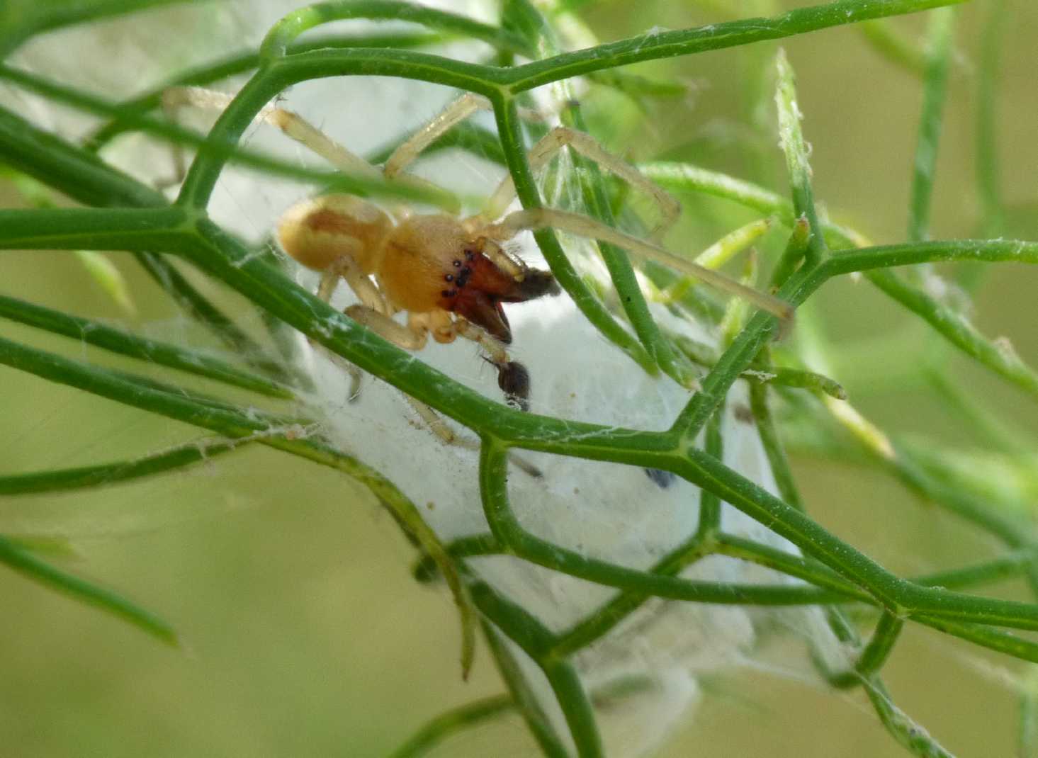 Piccoli Cheiracanthium: Ch. erraticum? - S. Teresa G. (OTR)